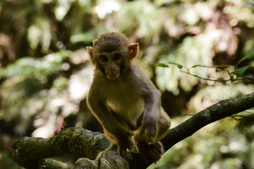 Jonge makaak  in het Chinese bos