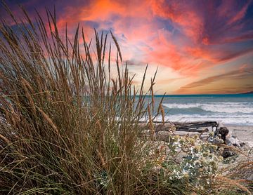Duingras op het strand bij zonsondergang van Animaflora PicsStock