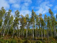 Birch forest in Sweden