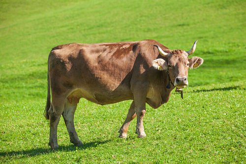 Kuh auf Alm