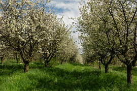 Idyllischer Kirschgarten im Frühling für eine frische Esszimmerdekoration von Angelus H