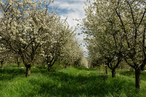 Serene Spring Awakening Cherry Orchard for Fresh Dining Room Decor