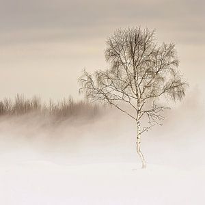 Birkenmystik | Ein Symbol für Reinheit und Erneuerung in den Tiefen des Waldes.