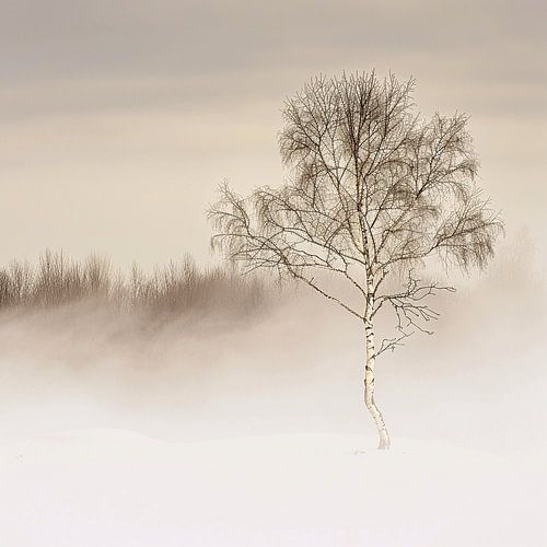 Birch Mysticism | A Symbol of Purity and Renewal in the Depths of the Forest.