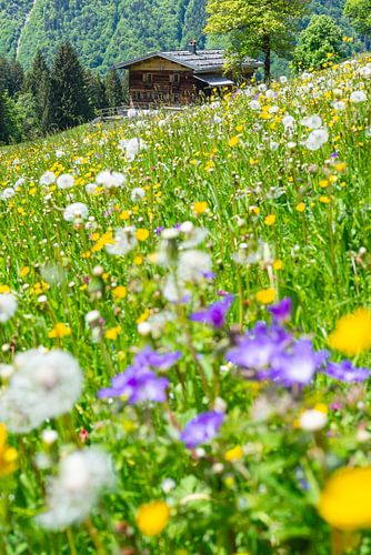 Une mer de fleurs au printemps dans l'Allgäu sur Walter G. Allgöwer