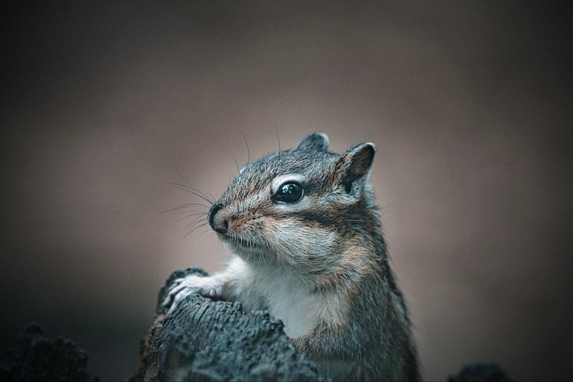 Siberian squirrel by Roy IJpelaar