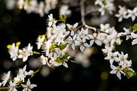 Frühlingsblüte