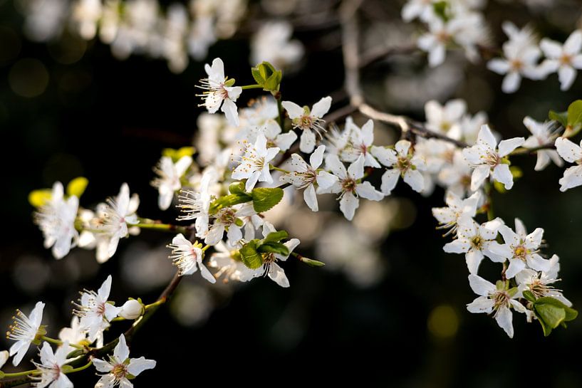 Frühlingsblüte von Maxine van Haeren