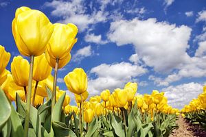 Gele tulpen onder blauwe lucht