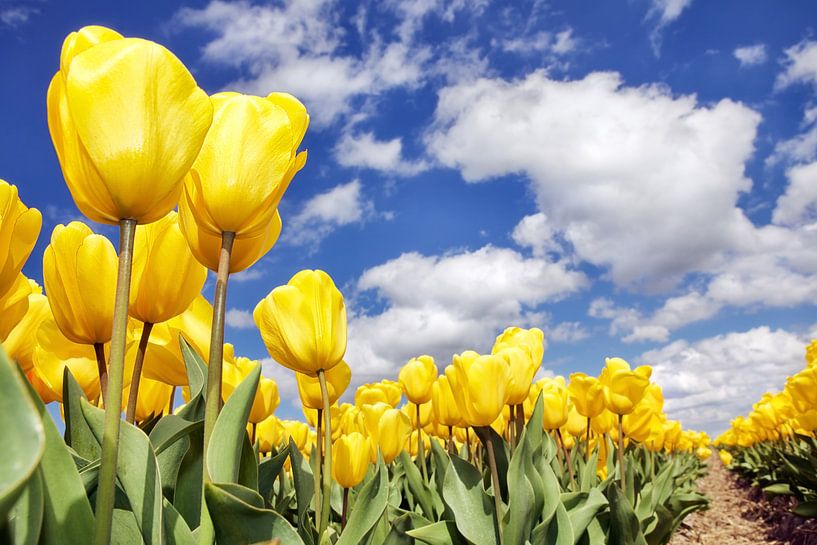 Gele tulpen onder blauwe lucht van Fotografie Egmond