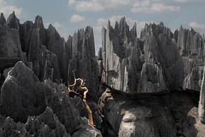 Eenzame boom in Tsingy de Bemaraha, Madagaskar