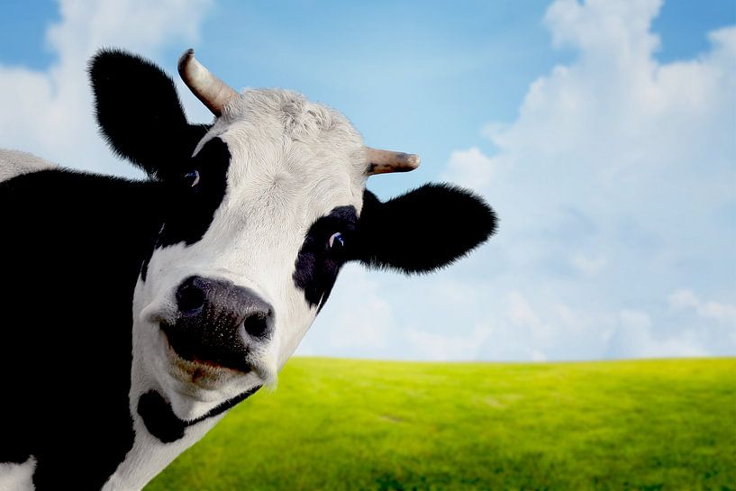 Vache dans le pré par Diana van Tankeren