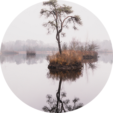 Reflectie van naaldboom in ven in het bos 2 | Landschapsfotografie - Oisterwijkse vennen van Merlijn Arina Photography