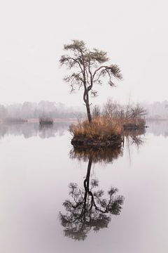 Reflectie van naaldboom in ven in het bos 2 | Landschapsfotografie - Oisterwijkse vennen van Merlijn Arina Photography