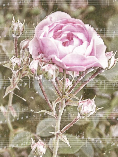 Bladmuziek - Rose Melody van Christine Nöhmeier