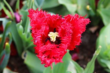 Een roze bloem die mooi in bloei staat van Jennifer Hendriks