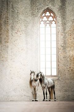 Weiße Pferde in alter Kirche | Fotografie von Laura Dijkslag