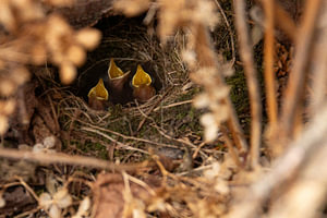 Rotkehlchen-Küken im Nest