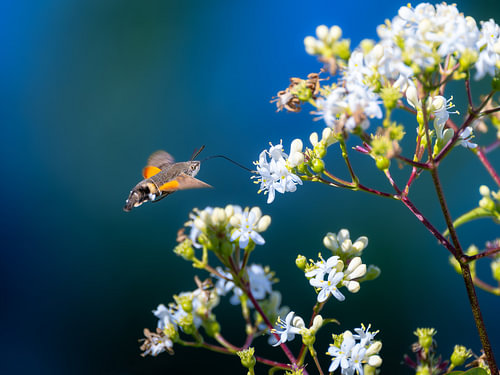 Duifstaartje tussen bloemen tegen een blauwgroene achtergrond