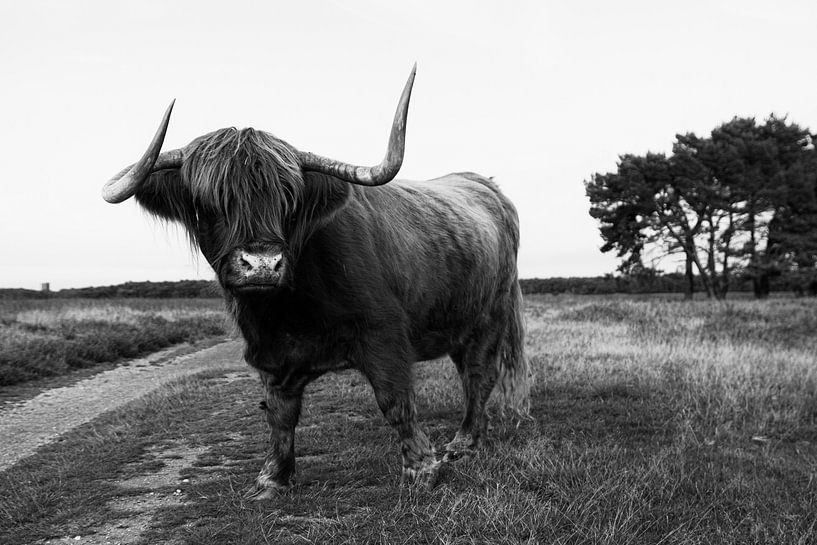 Scottish Highlander by Nynke Altenburg