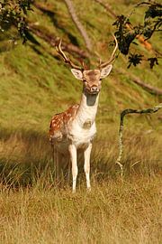 Oh Deer by Arnoud van der Meer