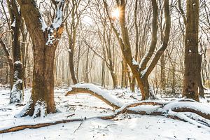 Speulderbos in winter