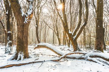 Speulder Wald im Winter von rosstek ®