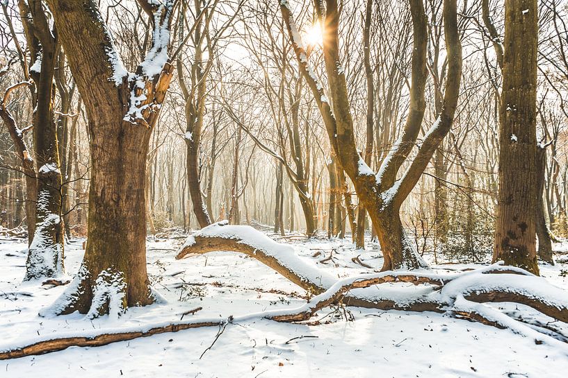 Speulderbos in winter van rosstek ®