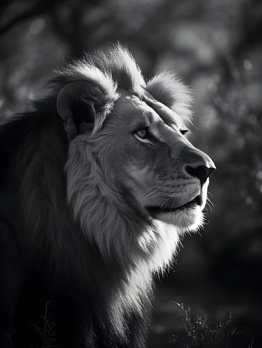 Lion in focus, black and white V4