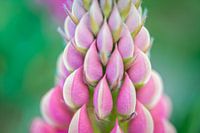 Patterns in Nature