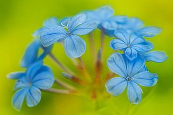 Plumbago