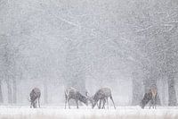 March Red deer
