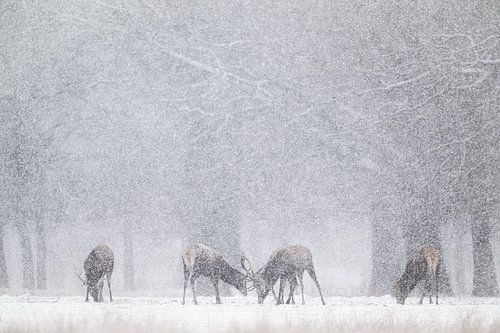 March Red deer