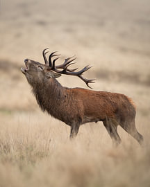 Red deer by Dick van Duijn