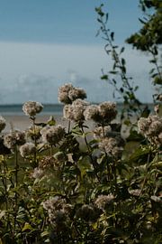 Blumen an der Brabantküste bei Bergen op Zoom