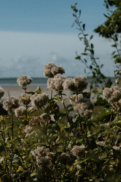 Flowers on the Brabant shore near Bergen op Zoom by Loes Uijtdehaag