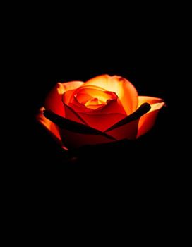Ember Rose
