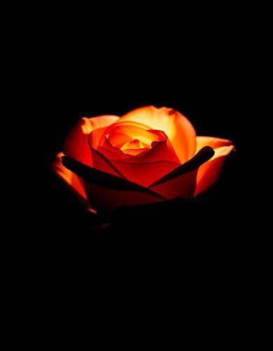 Ember Rose