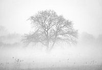 Baum im Morgennebel