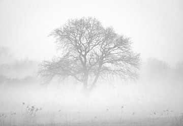 Tree in the morning fog by Nils Steiner