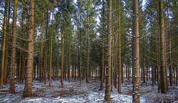Naaldbomen in de winter van Jasper Bloemsma