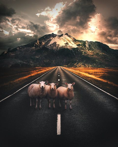 Sheep on the Road in Iceland by Composities van Roman