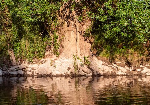 Zwarte els (Alnus glutinosa) aan de oevers van de III