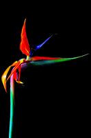 Flower.