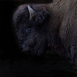 Bison, Bison d'Amérique