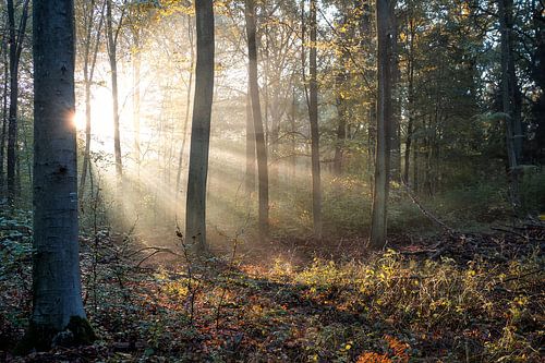 Zonsopkomst in een bos in de herfst