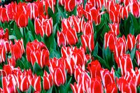 Blumenwiese mit rotweissen Greigii Tulpen Plaisir