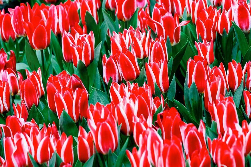Blumenwiese mit rotweissen Greigii Tulpen Plaisir von Dieter Meyer