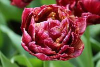 Bloem | Tulp | Tidiga Fylldblommiga