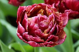 Flower | Tulip | Tidiga Fylldblommiga by Claudia van Kuijk